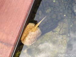 Hasil Jepretan Vivo V50 5G yang Segera Rilis di Indonesia