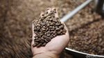 Wangi Kopi Mulih Sampai ke Timur Tengah