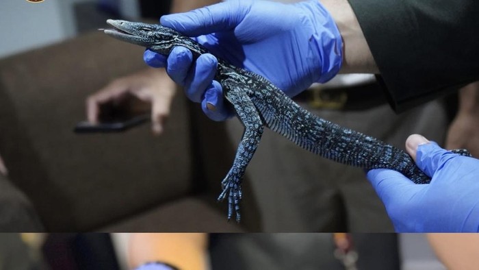 Baratin Maluku Utara gagalkan penyelundupan reptil langka dan dilindungi.