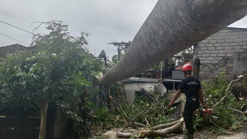 BPBD Karangasem melakukan penanganan pohon tumbang di Lingkungan Pekandelan, Minggu (9/3/2025) (dok. BPBD Karangasem)
