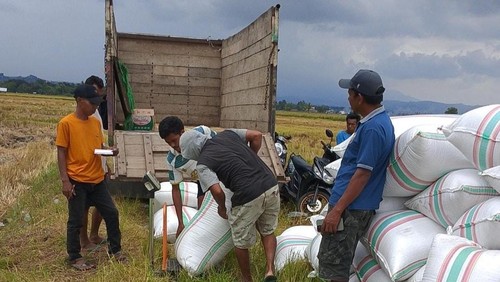 Bulog mulai menyerap gabah petani dengan harga Rp 6.500 per kg di Bima.