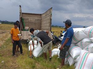 Bulog Mulai Serap Gabah Petani Rp 6.500 per Kg di Bima, Targetkan 60 Ribu Ton