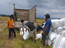 Bulog Mulai Serap Gabah Petani Rp 6.500 per Kg di Bima, Targetkan 60 Ribu Ton