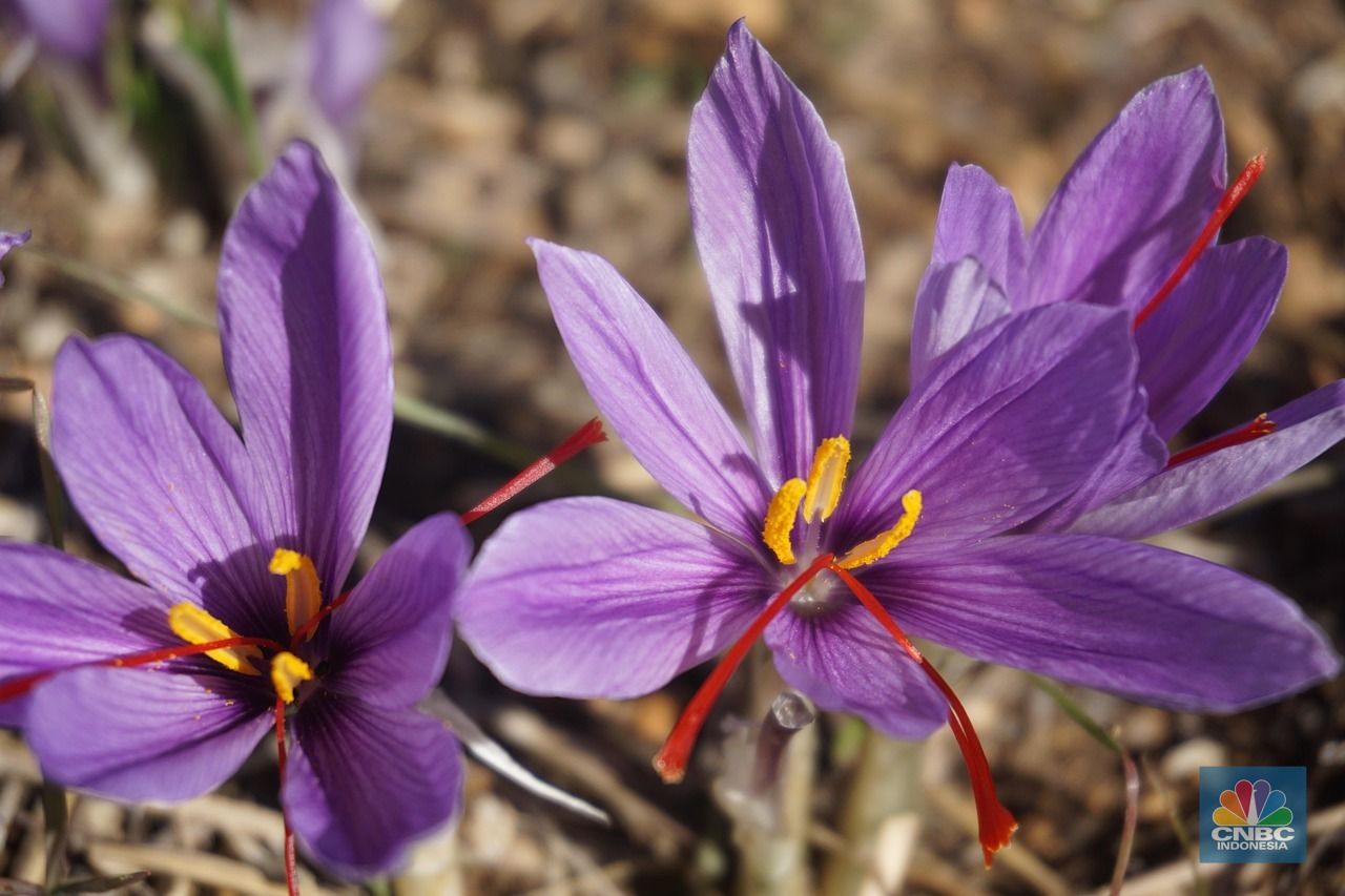 Crocus sativus