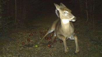 Jebakan kamera atau dikenal Trail Camera, biasa digunakan oleh para pemburu dan juga fotografi satwa liar. Ini rekaman potret rusa dikejar burung hantu. (Foto: boredpanda)