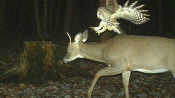 Cara kerja kamera tersebut, biasanya diletakkan diposisi yang sering dilewatin hewan dan kemudian diatur waktunya. Burung hantu siap menerkam sang rusa. (Foto: boredpanda)