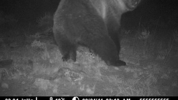 Jadi kamera tersebut akan merekam dan memotret secara otomatis jika ada objek bergerak. (Foto: boredpanda)