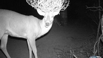 Dan si fotografer pun tidak perlu berada di lokasi, hal tersebut agar tidak mengganggu hewan dengan keberadaan manusia. (Foto: boredpanda)