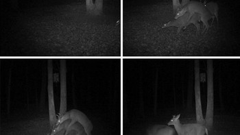 Dari foto-foto tersebut kita bisa melihat tingkah kocak seperti foto ini. (Foto: boredpanda)