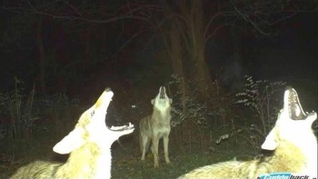 Lalu foto ini, timing yang tepat ketika para serigala kompak mengaum. (Foto: boredpanda)