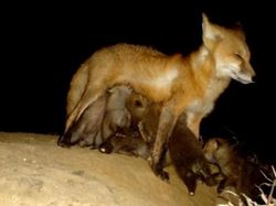 Kelakuan Kocak Hewan Liar yang Dijepret Kamera