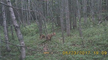 Eh, ada yang ketangkap kamera sedang pup di hutan. (Foto: boredpanda)