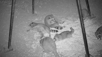 Para musang tampak bersantai. (Foto: boredpanda)