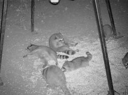 Kelakuan Kocak Hewan Liar yang Dijepret Kamera