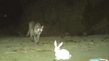 Nah ini momen menegangkan, ketika sang harimau perlahan mendekati si kelinci. (Foto: boredpanda)