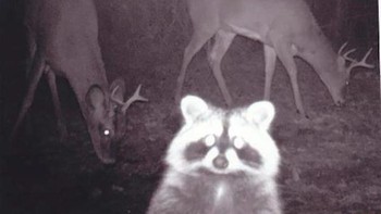 Si musang sepertinya sadar akan keberadaan kamera. (Foto: boredpanda)