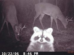 Kelakuan Kocak Hewan Liar yang Dijepret Kamera