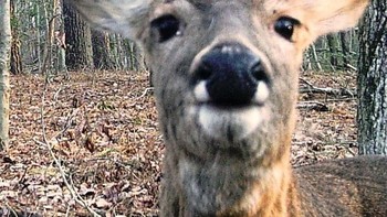 Kali ini rusa yang melihat-lihat jebakan kamera. (Foto: boredpanda)
