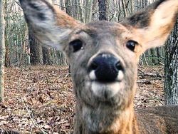 Kelakuan Kocak Hewan Liar yang Dijepret Kamera