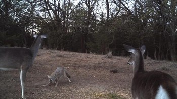 Momen saat serigala masuk ke kawanan rusa. (Foto: boredpanda)