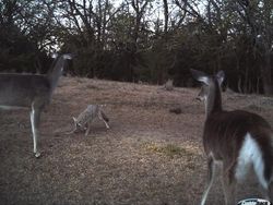 Kelakuan Kocak Hewan Liar yang Dijepret Kamera