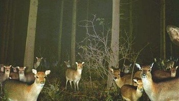 Semua mata rusa tertuju pada jebakan kamera. (Foto: boredpanda)