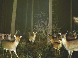 Kelakuan Kocak Hewan Liar yang Dijepret Kamera