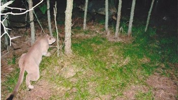 Tampak hewan singa sedang mengintai. (Foto: boredpanda)