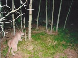 Kelakuan Kocak Hewan Liar yang Dijepret Kamera