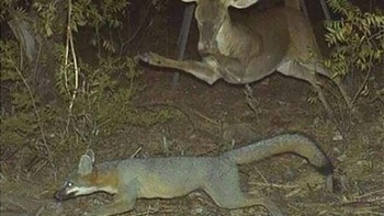 Lari!. (Foto: boredpanda)