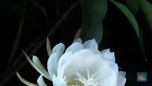 Epiphyllum oxypetalum