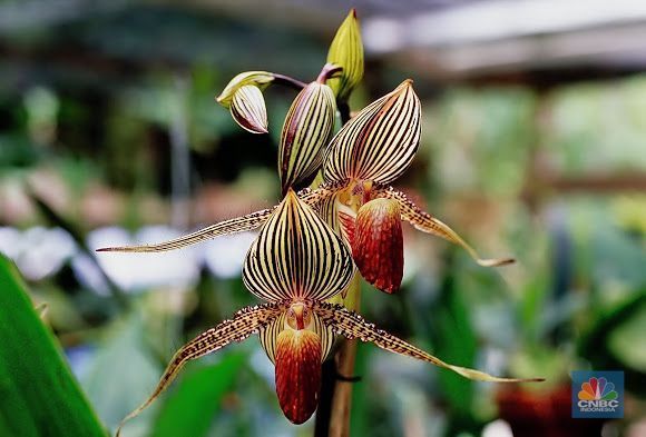 Gold of Kinabalu Orchid