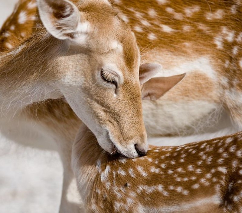 Kyutt! Potret Kasih Sayang Antara Ibu Hewan dan Bayinya