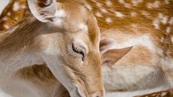 Adalah Goran Anastasovski, seorang fotografer asal Makedonia sebuah wilayah geografis dan bersejarah di Semenanjung Balkan, Eropa Tenggara.  (Foto: Boredpanda/Goran Anastasovski)