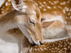 Kyutt! Potret Kasih Sayang Antara Ibu Hewan dan Bayinya
