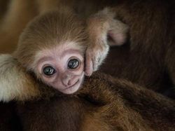 Kyutt! Potret Kasih Sayang Antara Ibu Hewan dan Bayinya