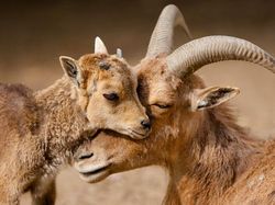 Kyutt! Potret Kasih Sayang Antara Ibu Hewan dan Bayinya