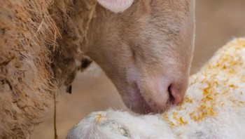 Selama tahun-tahun ini, saya telah memotret banyak hewan, tetapi hal favorit saya untuk diabadikan adalah hubungan di antara mereka, lanjutnya. Foto: Boredpanda/Goran Anastasovski