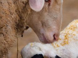 Kyutt! Potret Kasih Sayang Antara Ibu Hewan dan Bayinya