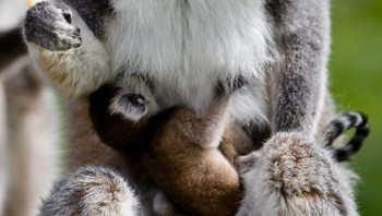 Ia ingin menunjukkan bahwa jalin hubungan kasih sayang tak hanya pada manusia saja tapi hewan juga bisa menunjukkan rasa tersebut. Foto: Boredpanda/Goran Anastasovski