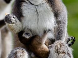 Kyutt! Potret Kasih Sayang Antara Ibu Hewan dan Bayinya