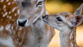 Jika kamu berpikir bahwa hubungan antara ibu dan anak hanya diperuntukkan bagi manusia, maka kamu salah, ujarnya Foto: Boredpanda/Goran Anastasovski