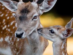 Kyutt! Potret Kasih Sayang Antara Ibu Hewan dan Bayinya