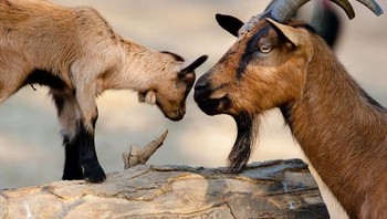 Dengan foto-foto ini, saya ingin menunjukkan bahwa di dunia hewan, ikatan yang luar biasa antara induk dan anaknya sama atau bahkan mungkin lebih kuat daripada di dunia kita, jelasnya. Foto: Boredpanda/Goran Anastasovski