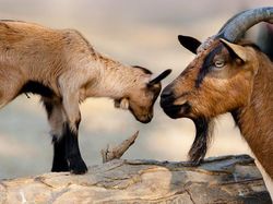 Kyutt! Potret Kasih Sayang Antara Ibu Hewan dan Bayinya