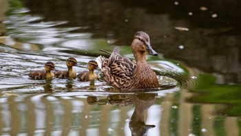 Saat kamu menjelajahi ikatan yang kuat di dunia hewan, ada sisi lucu dari makhluk-makhluk ini juga, pungkasnya. Foto: Boredpanda/Goran Anastasovski