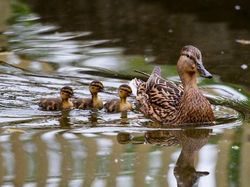 Kyutt! Potret Kasih Sayang Antara Ibu Hewan dan Bayinya