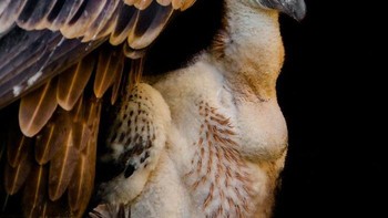 Gagahnya burung Elang bersama anaknya. Foto: Boredpanda/Goran Anastasovski