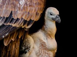 Kyutt! Potret Kasih Sayang Antara Ibu Hewan dan Bayinya