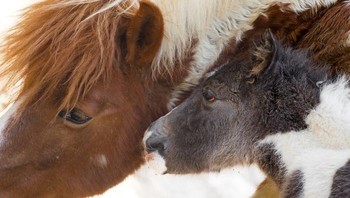Foto: Boredpanda/Goran Anastasovski